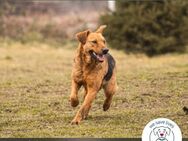 Cookie Rüde zum Spielen und Kuscheln! - Kirchzell