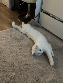 Verschmuster Bkh ragdoll Kater sucht liebevolles Zuhause - Essen