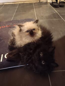 Drei britisch langhaar Katerchen - Berlin