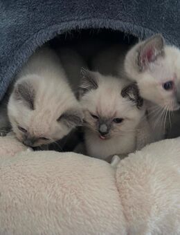 Siam-Birma Mix Kitten - Cloppenburg Zentrum