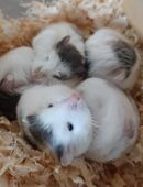 junge flinke kleine Roborowski Zwerghamster kleinster Hamster der Welt in 01844