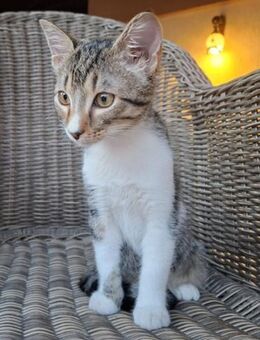 ❤️ verschmustes Katzenbaby Ozzy ❤️ - Eislingen (Fils)