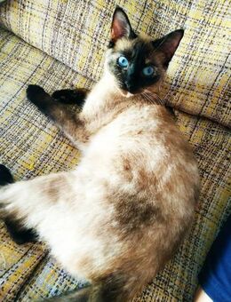 Siam-Lady Yuna (ALO) - Geisenheim