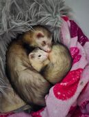 Frettchen Rüde & Fähe in 46045