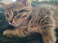Sibirische Waldkatzen / Neva Masquarade, Edel- Kitten-Mix (weiblich) - Abstatt