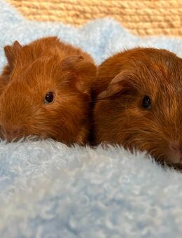 Süße Meerschweinchenmädels suchen ein neues Zuhause - Keltern