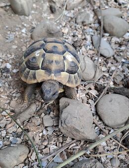 Griechische Landschildkröte thb - Memmingen