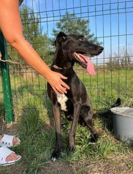 Joey wünscht sich ein aktives Hundeleben - Nordwalde