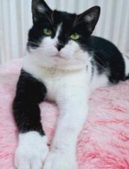 Bertram der Coole - München