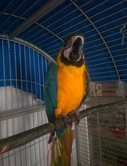 Jung Ara abzugeben - Kruft