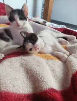 Babykatzen - Karlsdorf-Neuthard