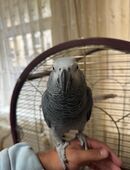 Graupapagei Henne Super Lieb! in 42855