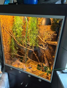2 Kornnattern mit Lucky Reptile Terrarium 80x50x100cm braun - Wahlstedt
