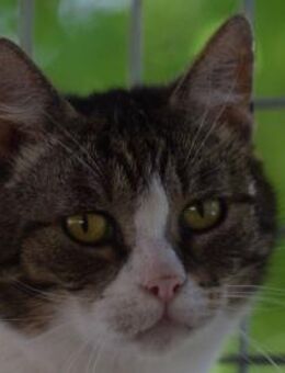 ROSE-ruhige,hübsche Katze - Rösrath