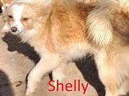 SHELLY ❤ sucht Zuhause oder Pflegestelle - Langenhagen