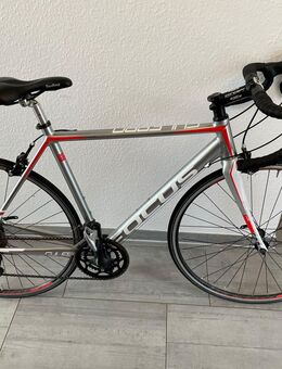 Rennrad Focus Culebro - Großenkneten