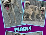 Tolle Pearly sucht Anschluß! - Nürnberg