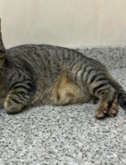 PIN - tolle Katze liebt Beschäftigung! - Geilenkirchen