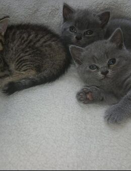 Bkh - britisch Kurzhaar Kitten - Heusweiler
