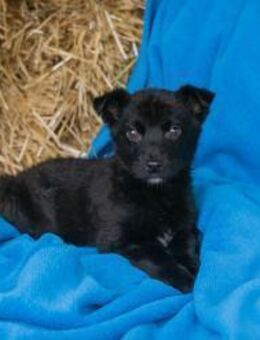 257967 -das wird wohl 'ne spannende Zeit - Overath