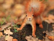 Das perfekte Nest für gemütliche Herbsttage - Luxuriöses Traumhaus ganz nach Ihren Vorstellungen - Essen