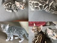 Bengal Kitten Mädchen 14 Wochen Reinrassig - Dortmund