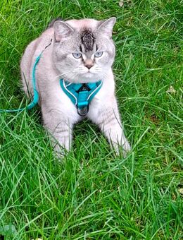 Hübscher Deckkater Sephro mit blauen Augen wartet auf Damenbesuch - Sonnenstein