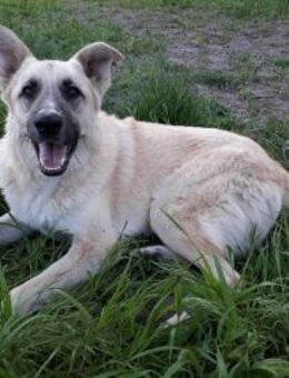 Danila - anhängliche Maus in BRB - Marienfließ