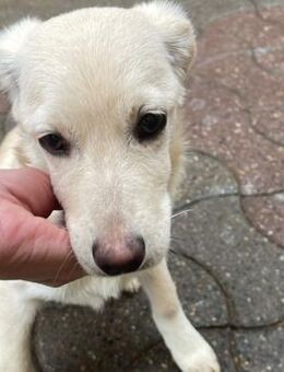 STACY kleines süßes Hundemädchen - Velbert