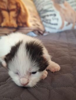 Maine Coon x British Langhaar Kitten zu verkaufen - Bad Laer