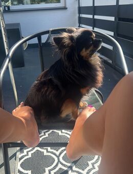 Chihuahua abzugeben - Wunstorf