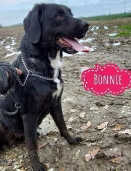 Bonnie - Lebensfreude im Zwinger - Flörsheim-Dalsheim