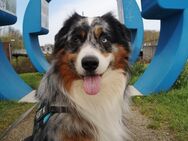 Deckrüde Australian Shepherd (kein Verkauf) - Gelsenkirchen