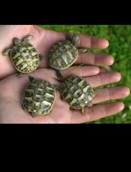 Griechische Landschildkröten Nachzucht 2025 - Schopfheim