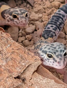 Leopardgeckos abzugeben - Remscheid
