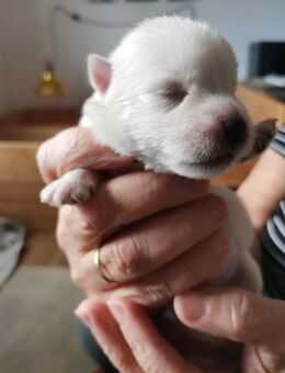 Westhighland White Terrier Welpen - Treuen