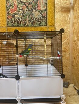 Junger Goldbugpapagei zu verkaufen - Traunstein Zentrum