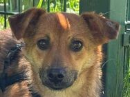 AIKO-1 jähriger, wunderschöner Rüde, 41 - Rösrath