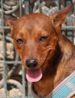 Ilia Topuria,verspielt,leinenführig,offe - Westerholt