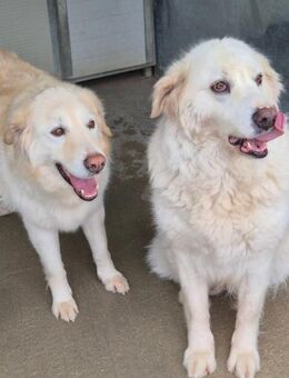 LUNA & SASHA - einfach abgegeben! - Marienfließ