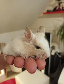 Degu Babys - Wittenburg