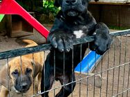 Deutsche Dogge/Bordeauxdogge Mischlinge Welpen - Bleicherode