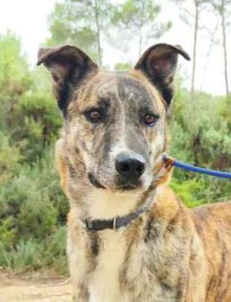 Freundlicher TIGRE sucht Vertraute! - Geilenkirchen