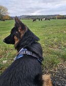 Deutscher Schäferhund (Rüde) in 99885