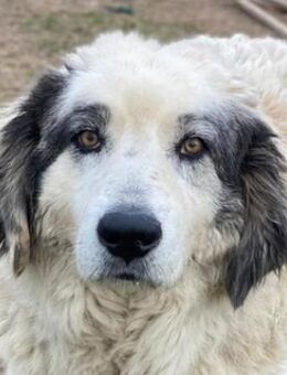 Günter, geb. ca. 09/2018, GRIECHENLAND - Markdorf