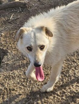 Prue, scheu, aber voller Hoffnung! - Leonberg (Baden-Württemberg)