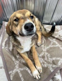 🐾❤️ JULIA PASARICA, ca.45/48cm - Eichendorf