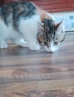 3 Bengal Mix EKH glückskatze Kitten weiblich - Forbach