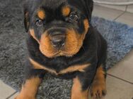 Süße Rottweiler Welpen - Bottrop