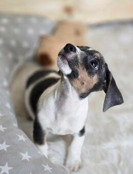 Jack Russell - Grevesmühlen